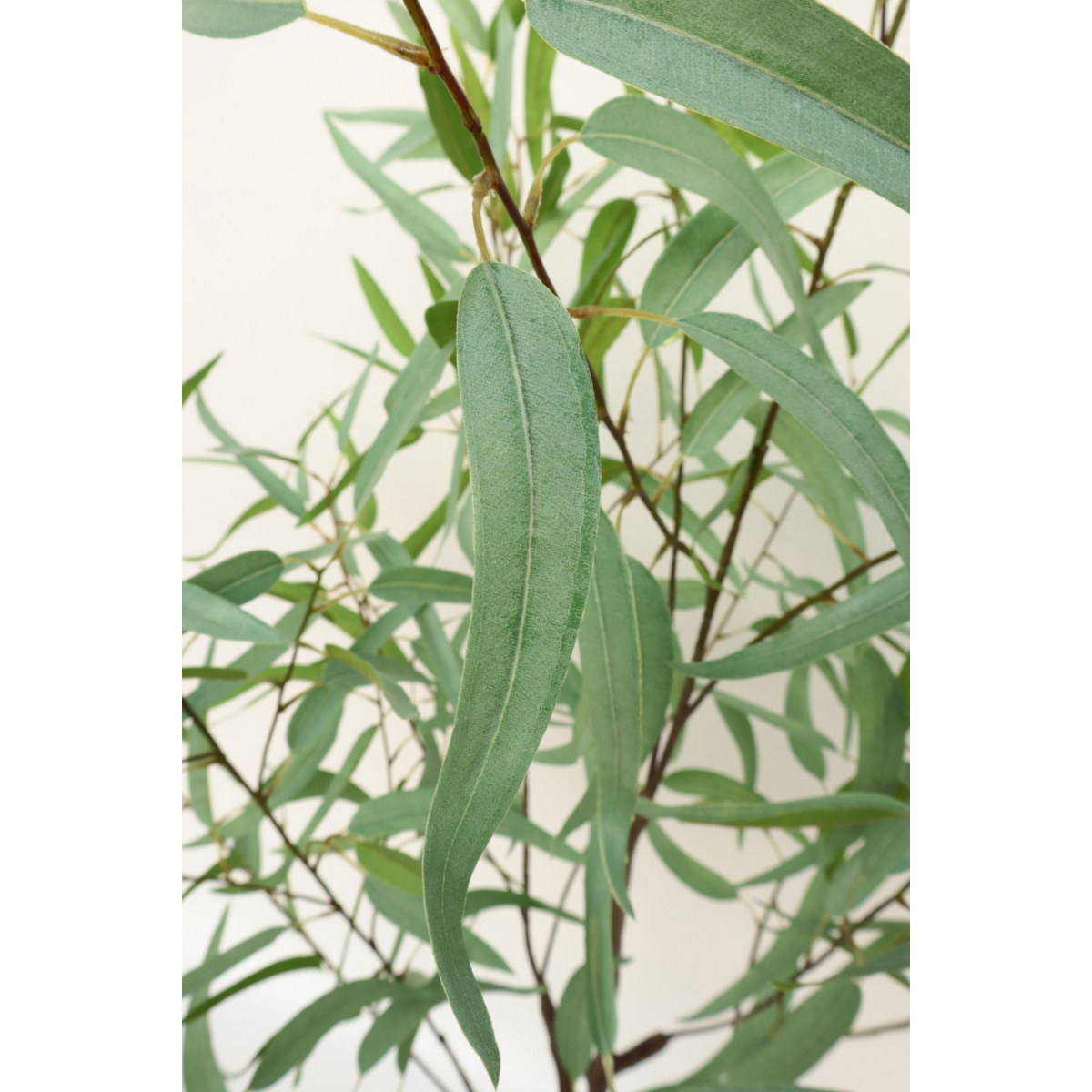 Eucalyptus Kunstplant 175cm
