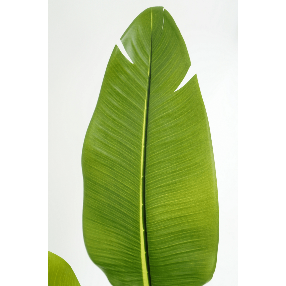 Strelitzia Kunstplant 160cm