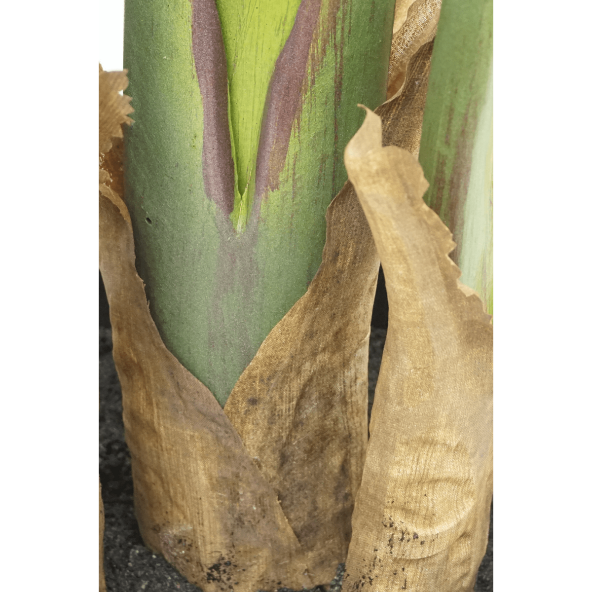 Strelitzia Kunstplant 160cm