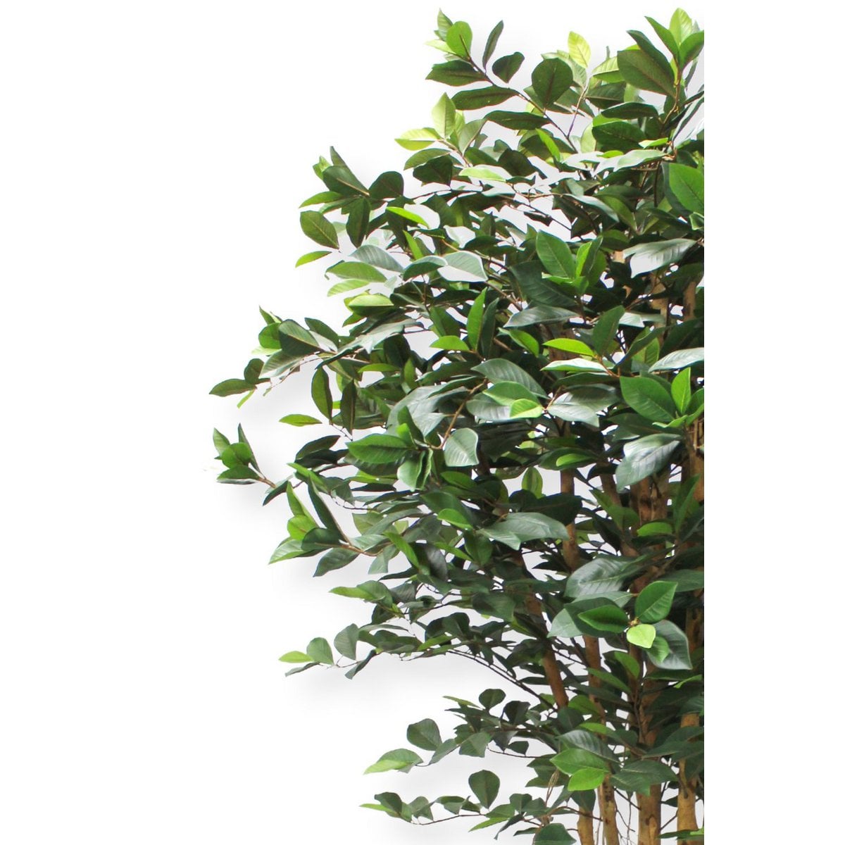 Ficus Kunstplant 180cm