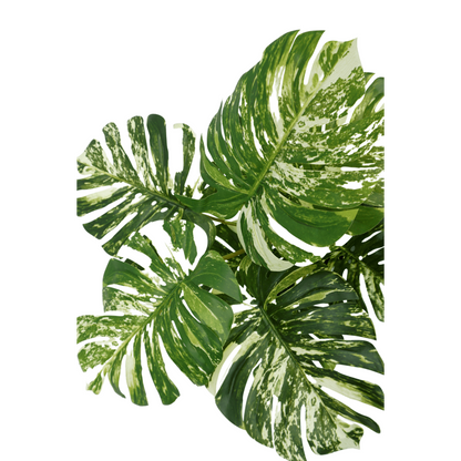 Monstera Kunstplant 75cm