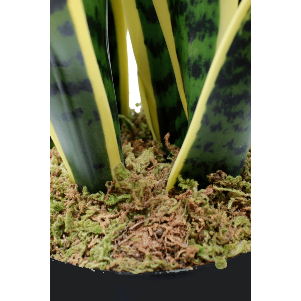 Sansevieria Kunstplant 70cm