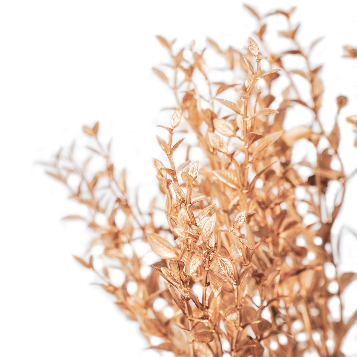 HV Gouden Plant met zwarte pot- Polystyreen