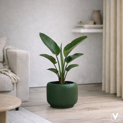 Plantenpot - Phuket green
