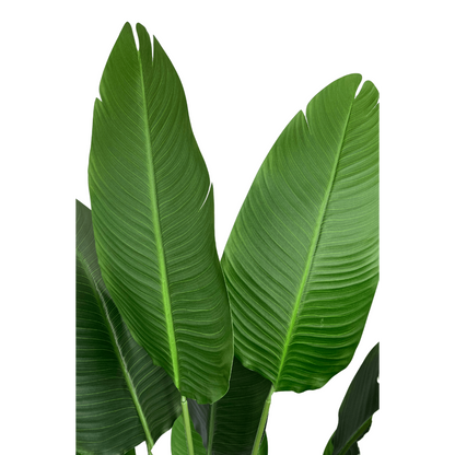 Strelitzia Kunstplant 160cm