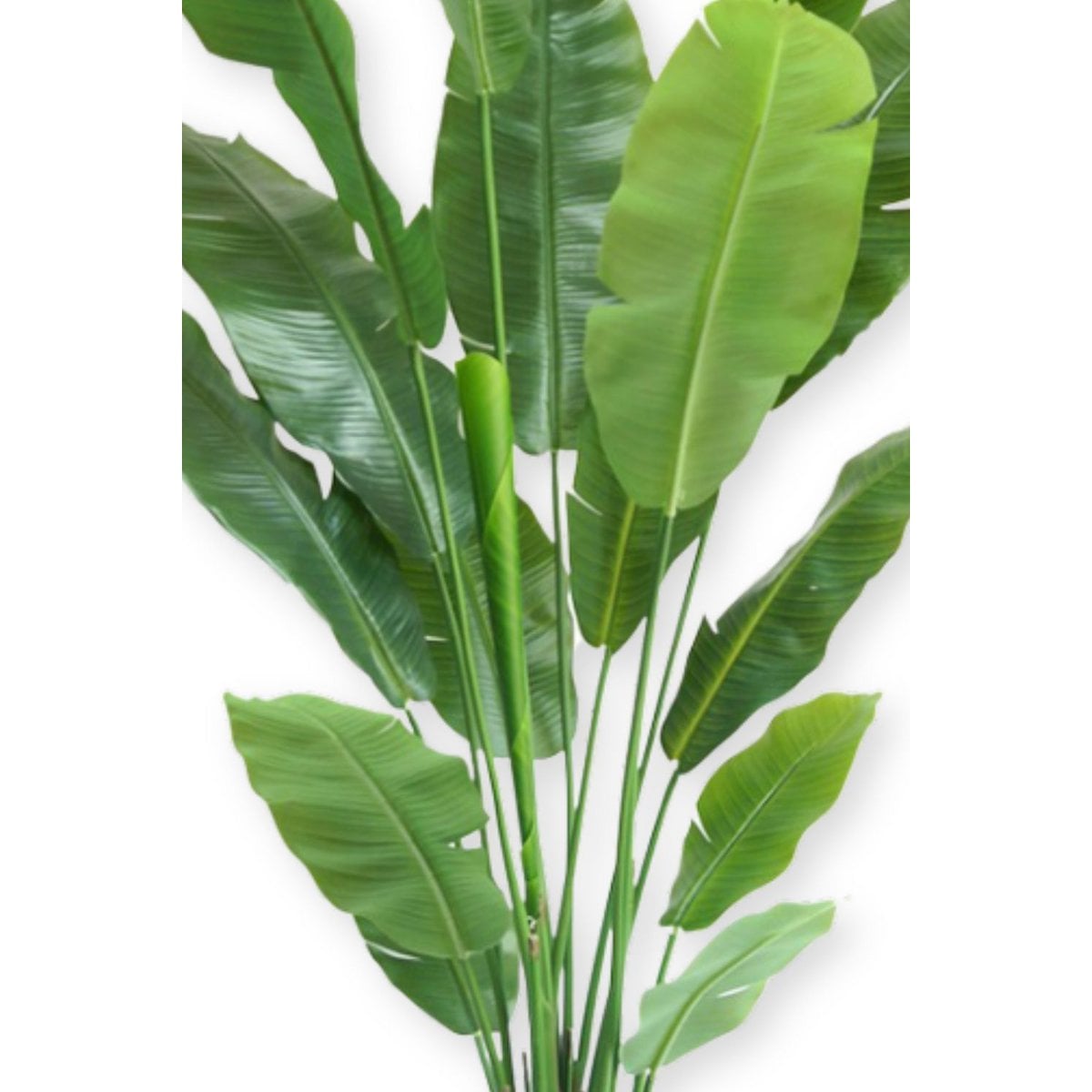 Strelitzia Kunstplant 180cm Deluxe