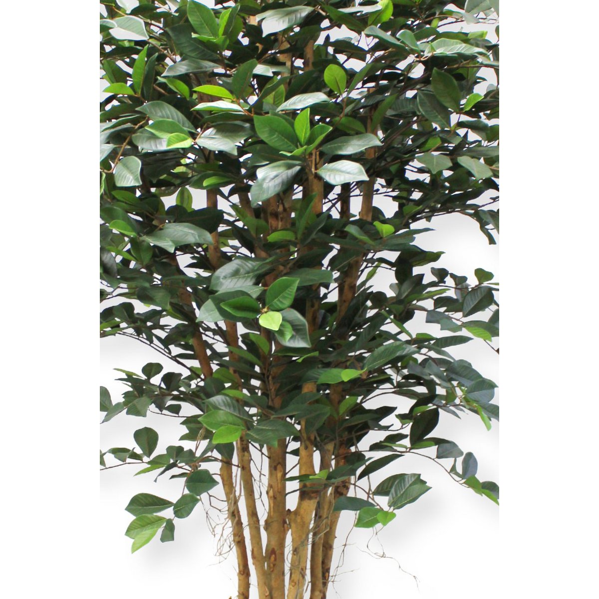 Ficus Kunstplant 180cm