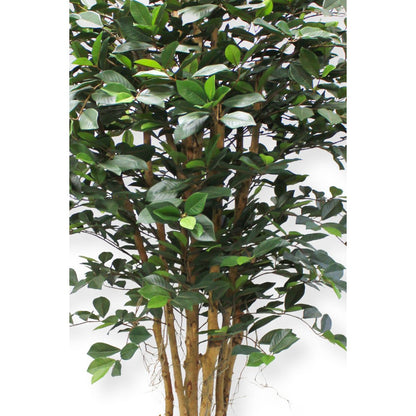 Ficus Kunstplant 180cm