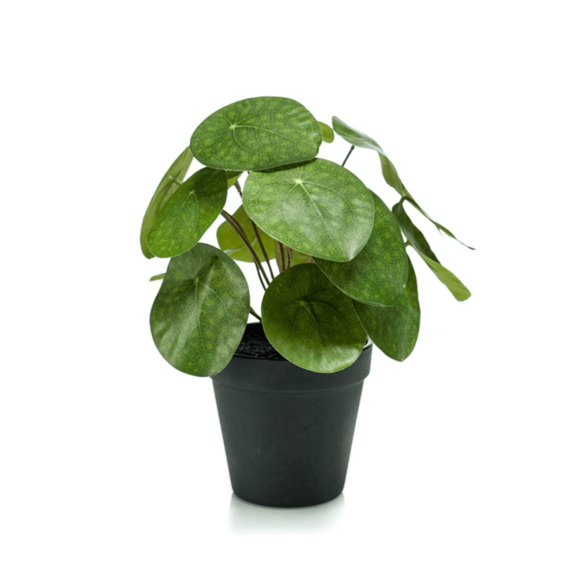 Kunst Pannekoekenplant 22cm