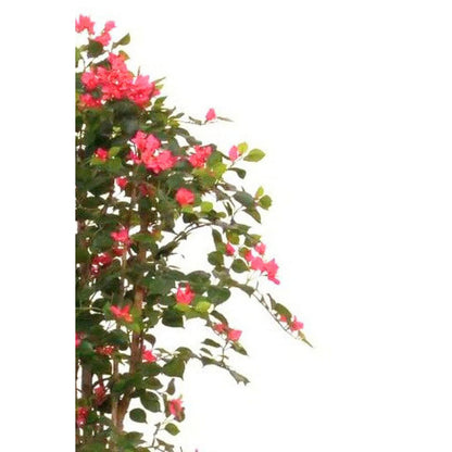 Bougainvillea Kunstplant 180cm