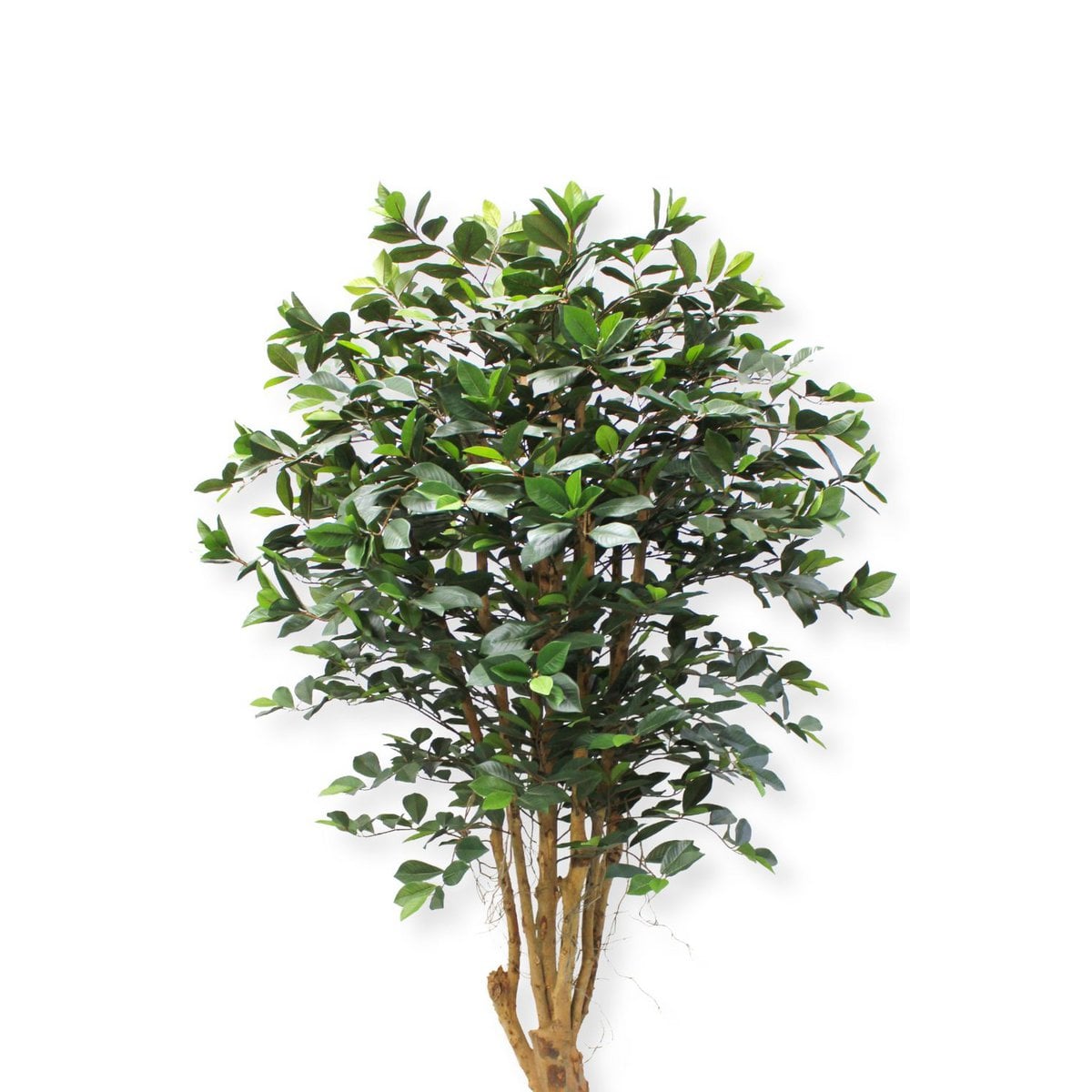 Ficus Kunstplant 180cm