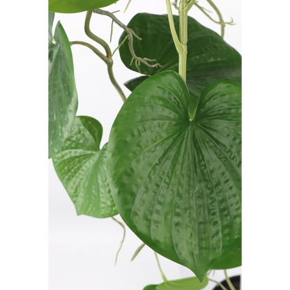 Neocheiropteres Kunst hangplant 80cm